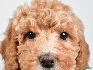 Bichpoo dogs Teddy - Ad 36