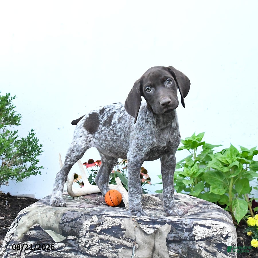 German Shorthaired Pointer dogs Moonlight - Ad 1