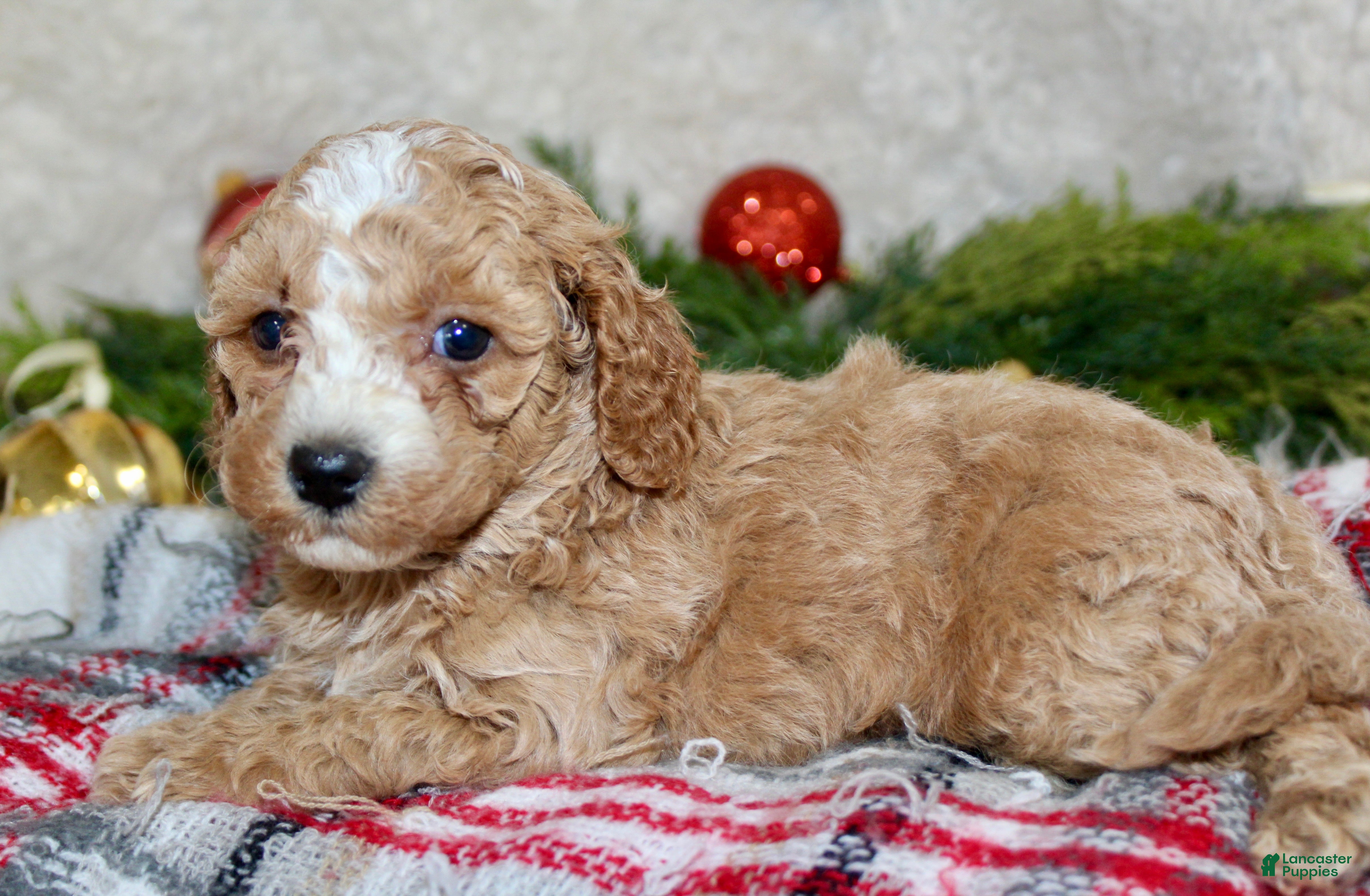 Cavapoo dogs Cavapoo Puppy 2 - Ad 3