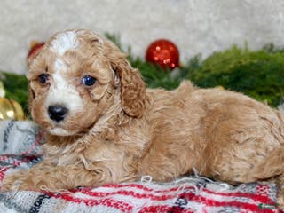 Cavapoo dogs Cavapoo Puppy 2 - Ad 2