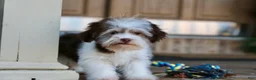 Havanese dogs for sale: Hope - Ad 16
