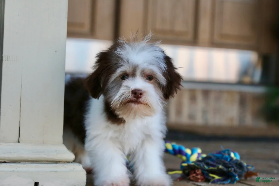 Havanese dogs for sale: Hope - Ad 16