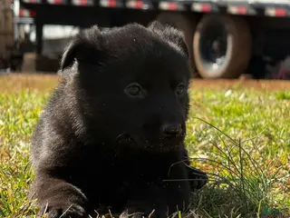 German Shepherd dogs German Shepherd Puppy 5 - Ad 22