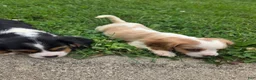Cavalier King Charles Spaniel dogs for sale: Banjo - Ad 7