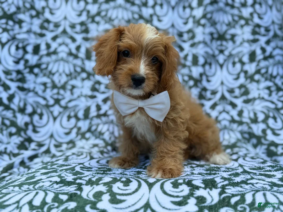 Cavapoo dogs for sale: Moose - Ad 2