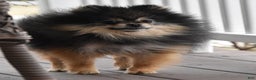 Pomeranian dogs for sale: Major - Ad 27