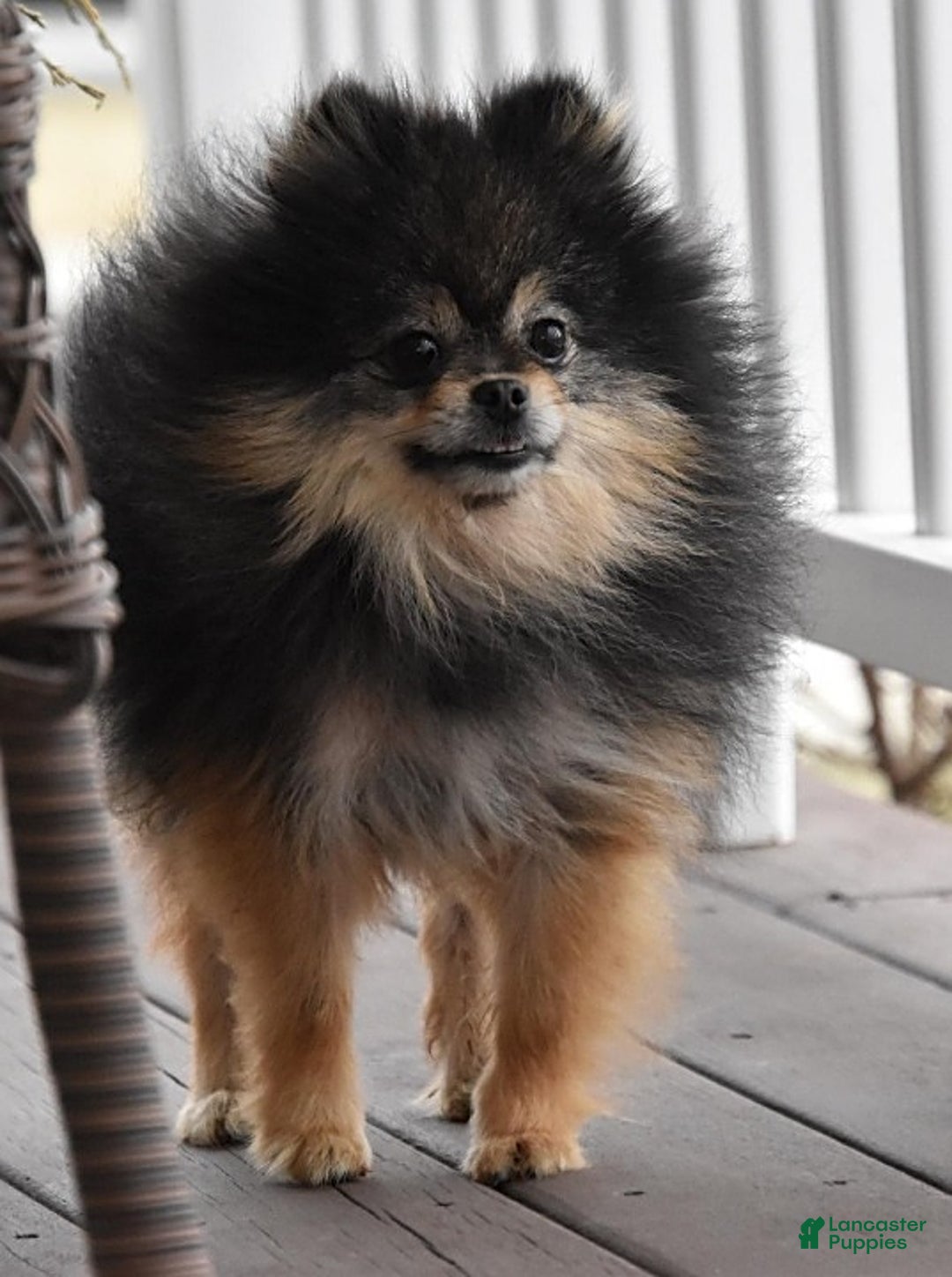 Pomeranian dogs for sale: Major - Ad 27
