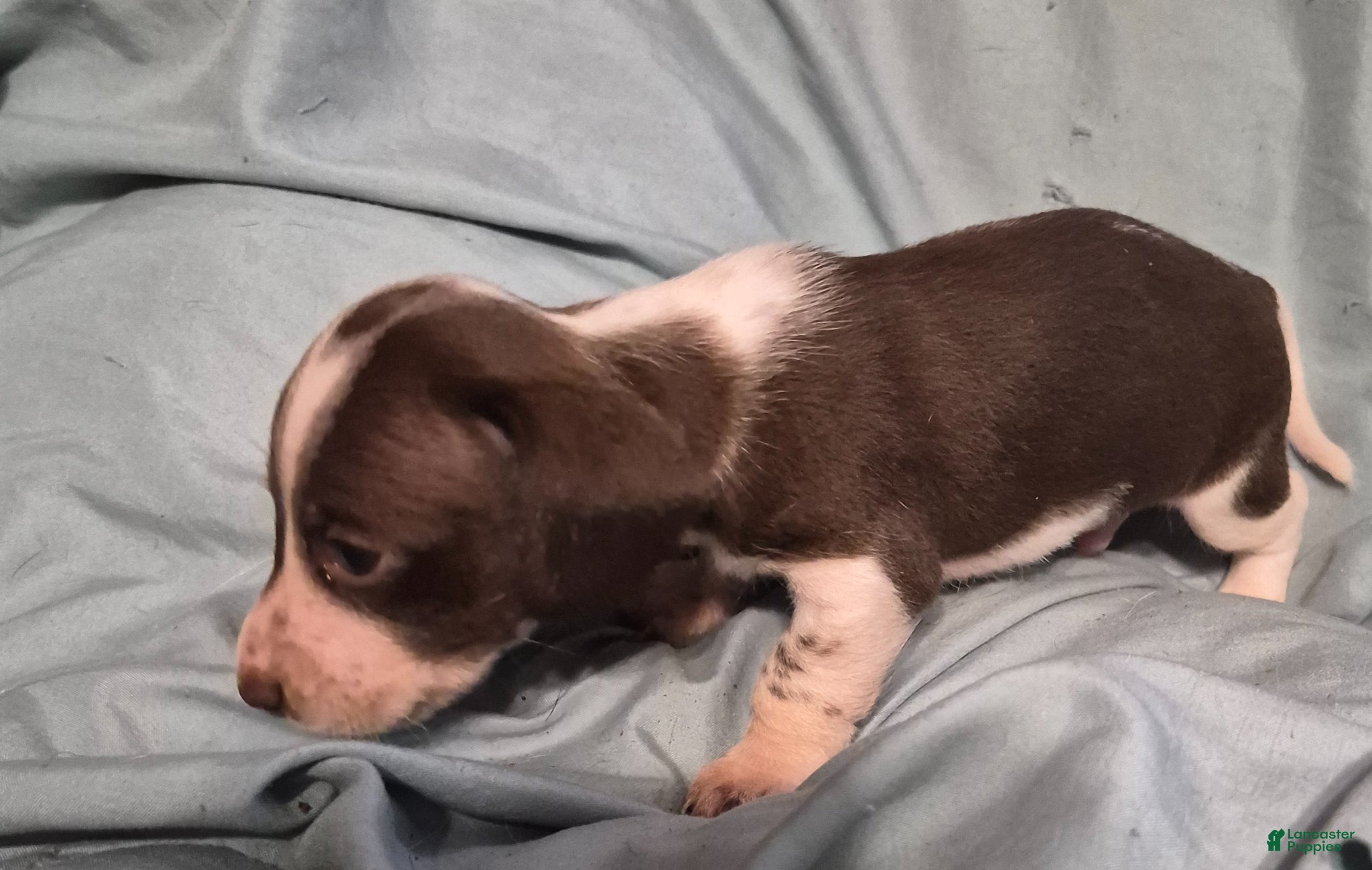 Dachshund dogs Dachshund Puppy 2 - Ad 28