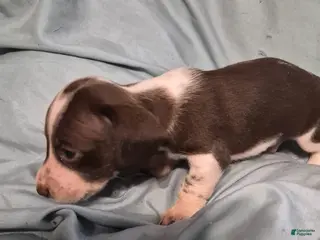 Dachshund dogs Dachshund Puppy 2 - Ad 36