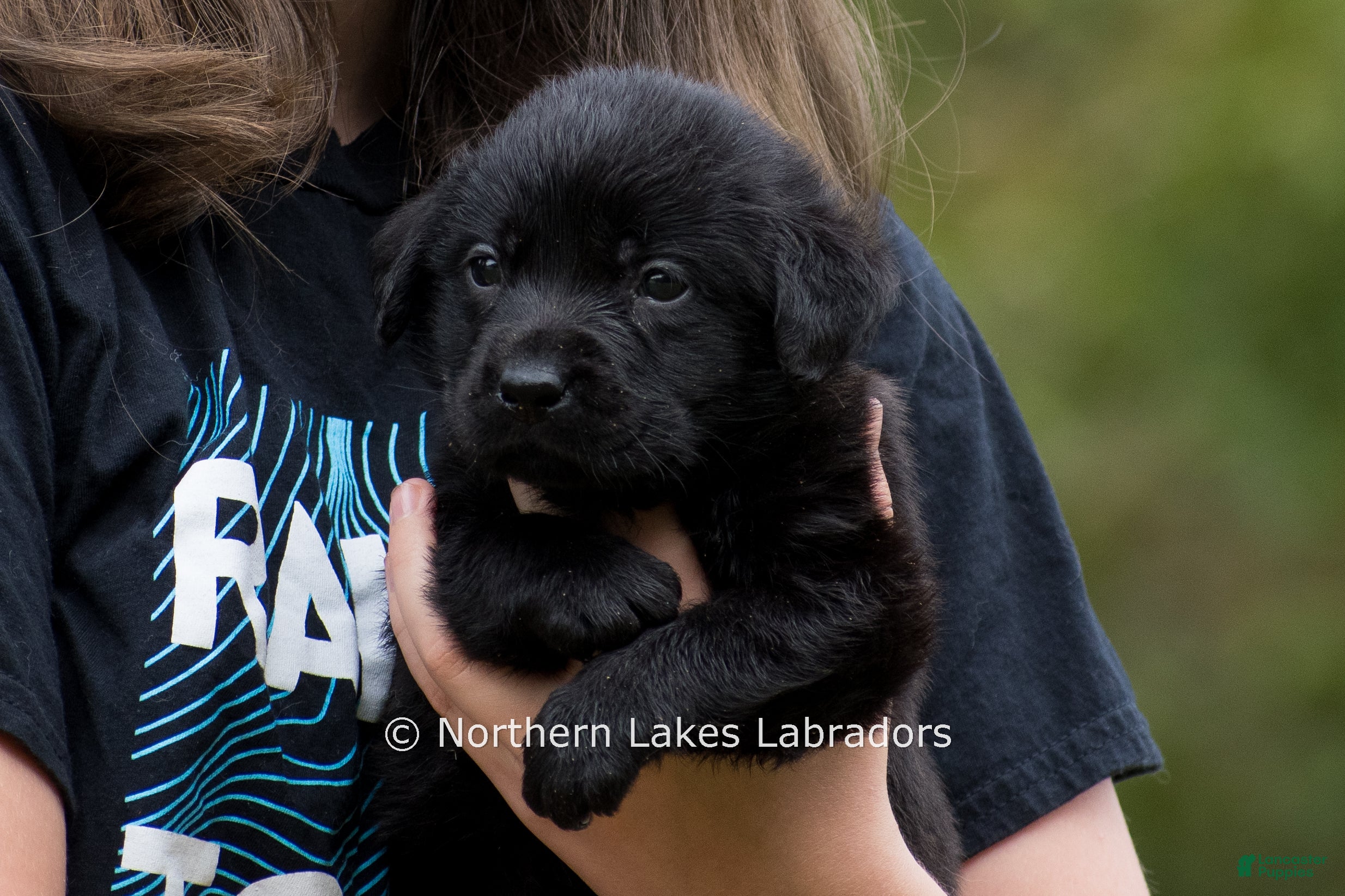 Labrador Retriever dogs Nolan - Ad 25