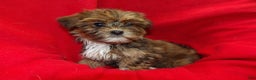 Shorkie dogs for sale: June - Ad 2