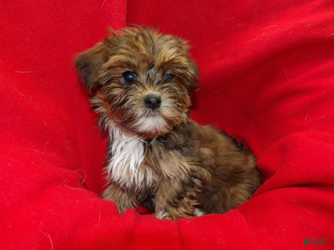 Shorkie dogs for sale: June - Ad 2
