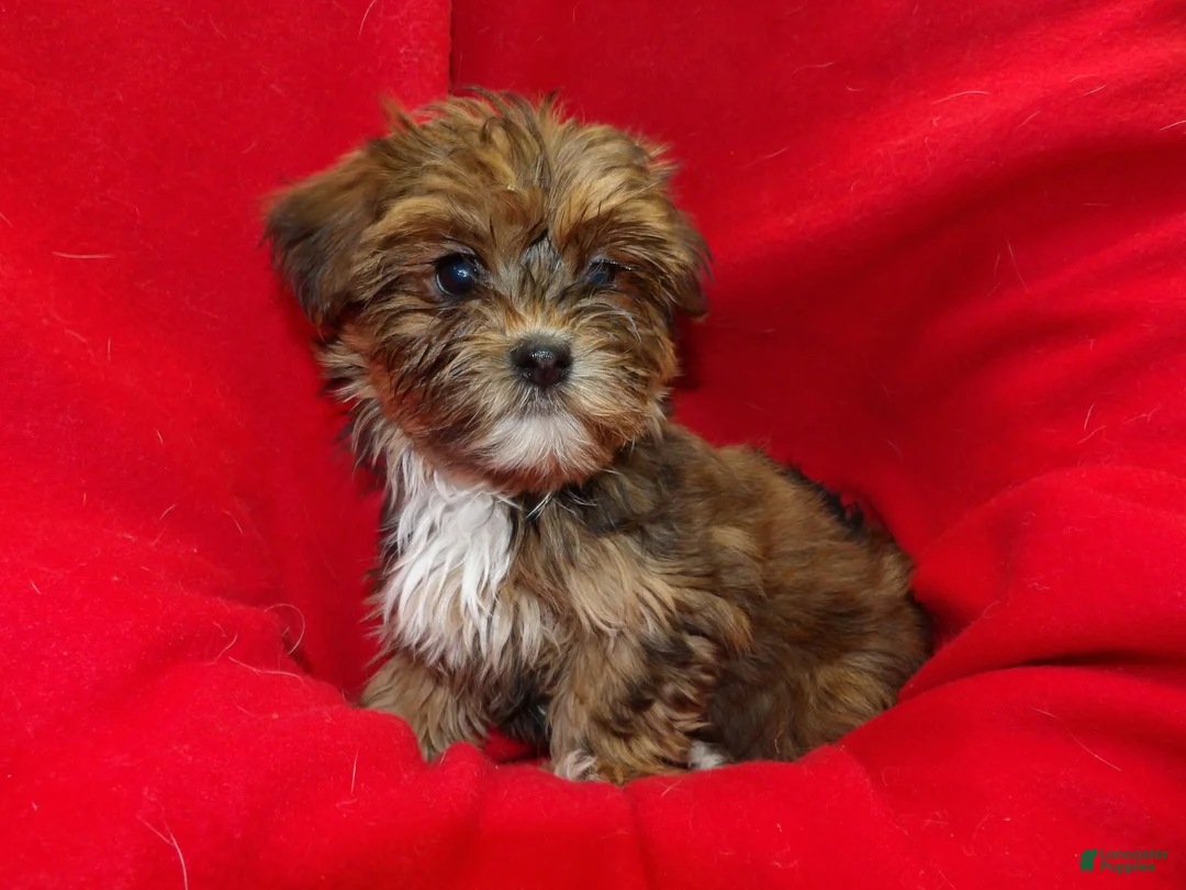 Shorkie dogs for sale: June - Ad 2