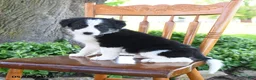 Border Collie dogs for sale: Lucas - Ad 3