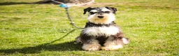 Miniature Schnauzer dogs for sale: Felix - Ad 8