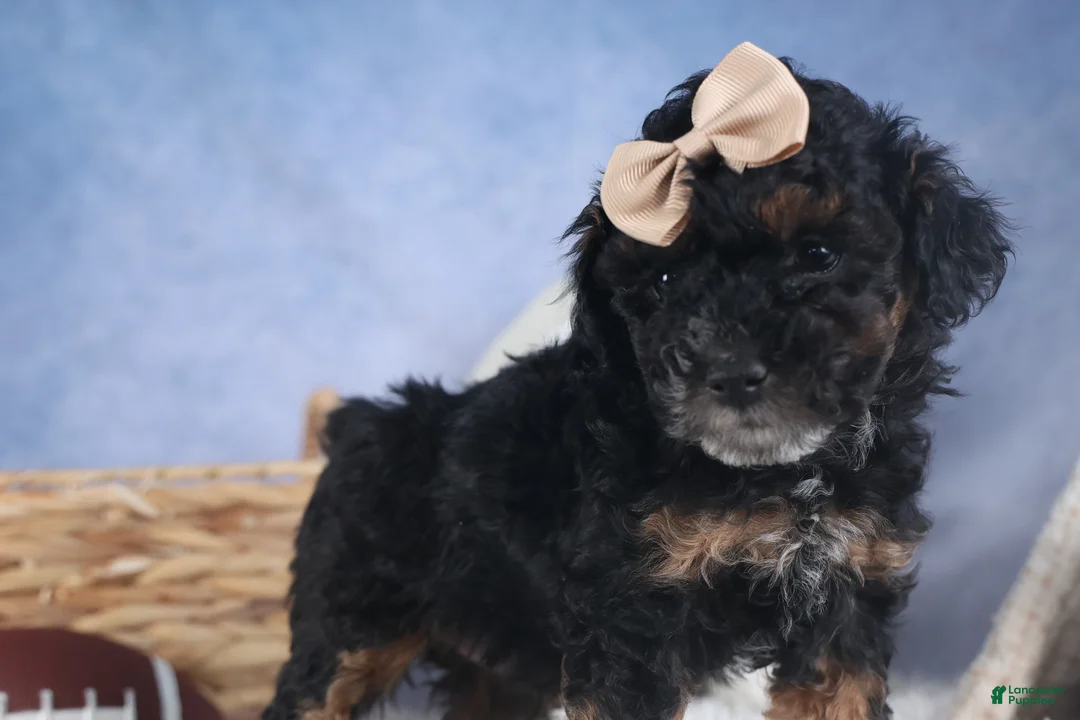 Miniature Poodle dogs for sale: Romeo - Ad 10