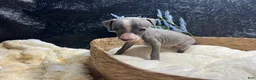 Italian Greyhound dogs for sale: Italian Greyhound 3 - Ad 5