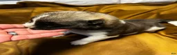 Akita dogs for sale: Nova - Ad 4