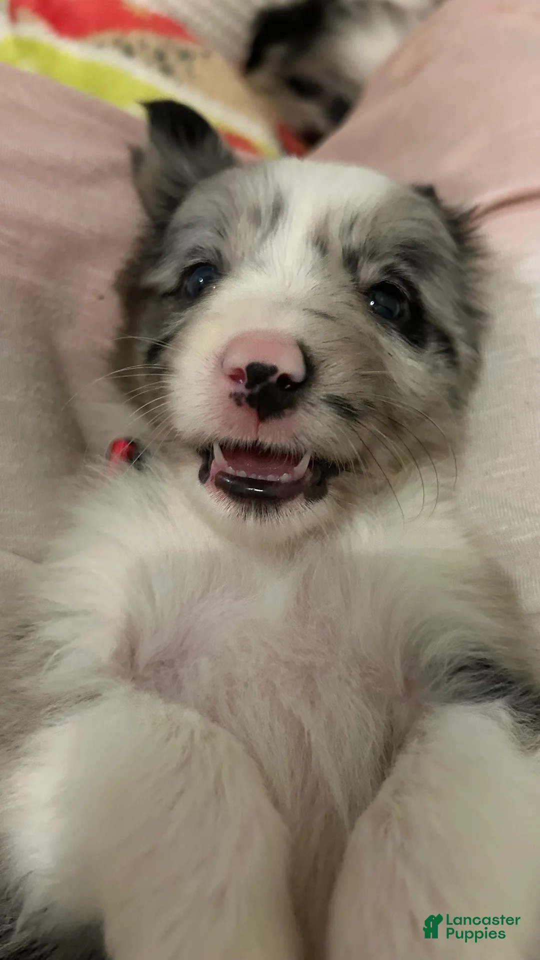 Border Collie dogs for sale: Charity Gayle - Ad 1