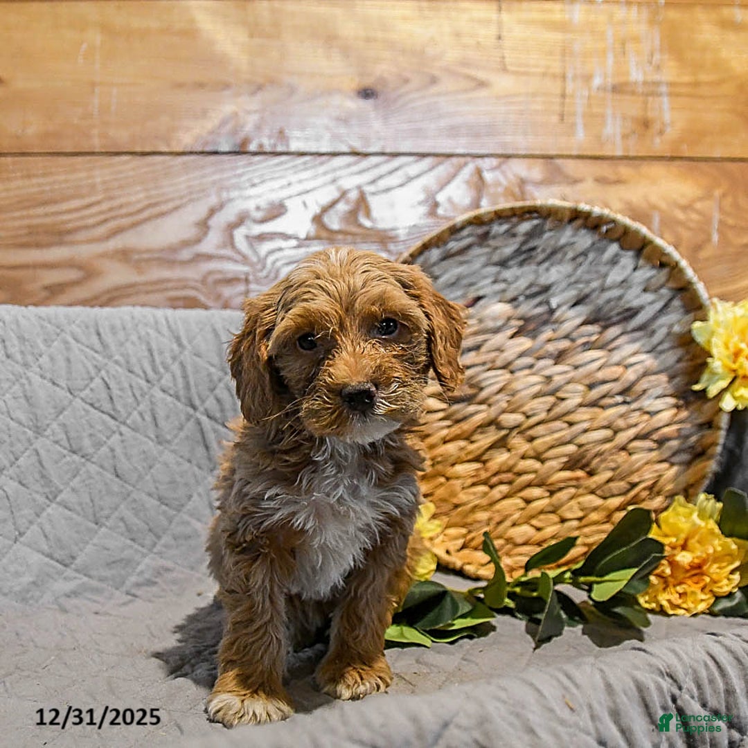 Mini Goldendoodle dogs for sale: Snowflake - Ad 2