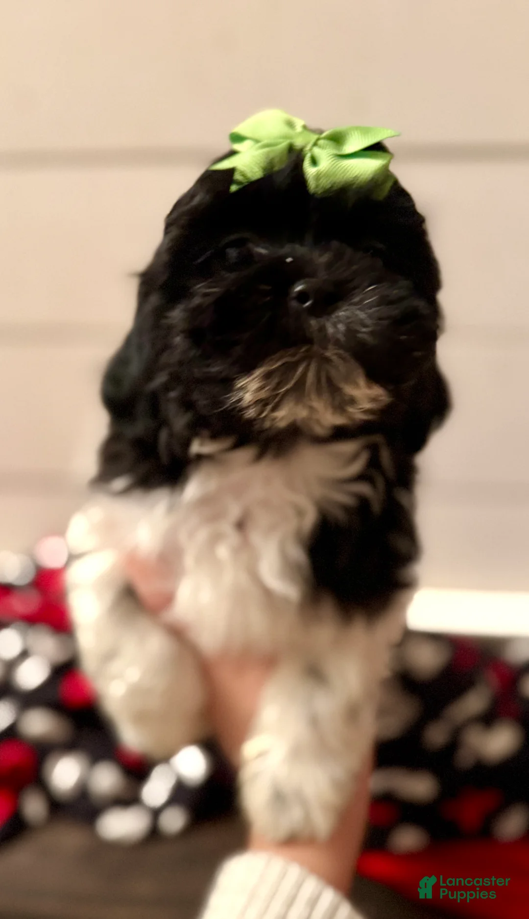 Shihpoo dogs for sale: Elphi - Ad 21