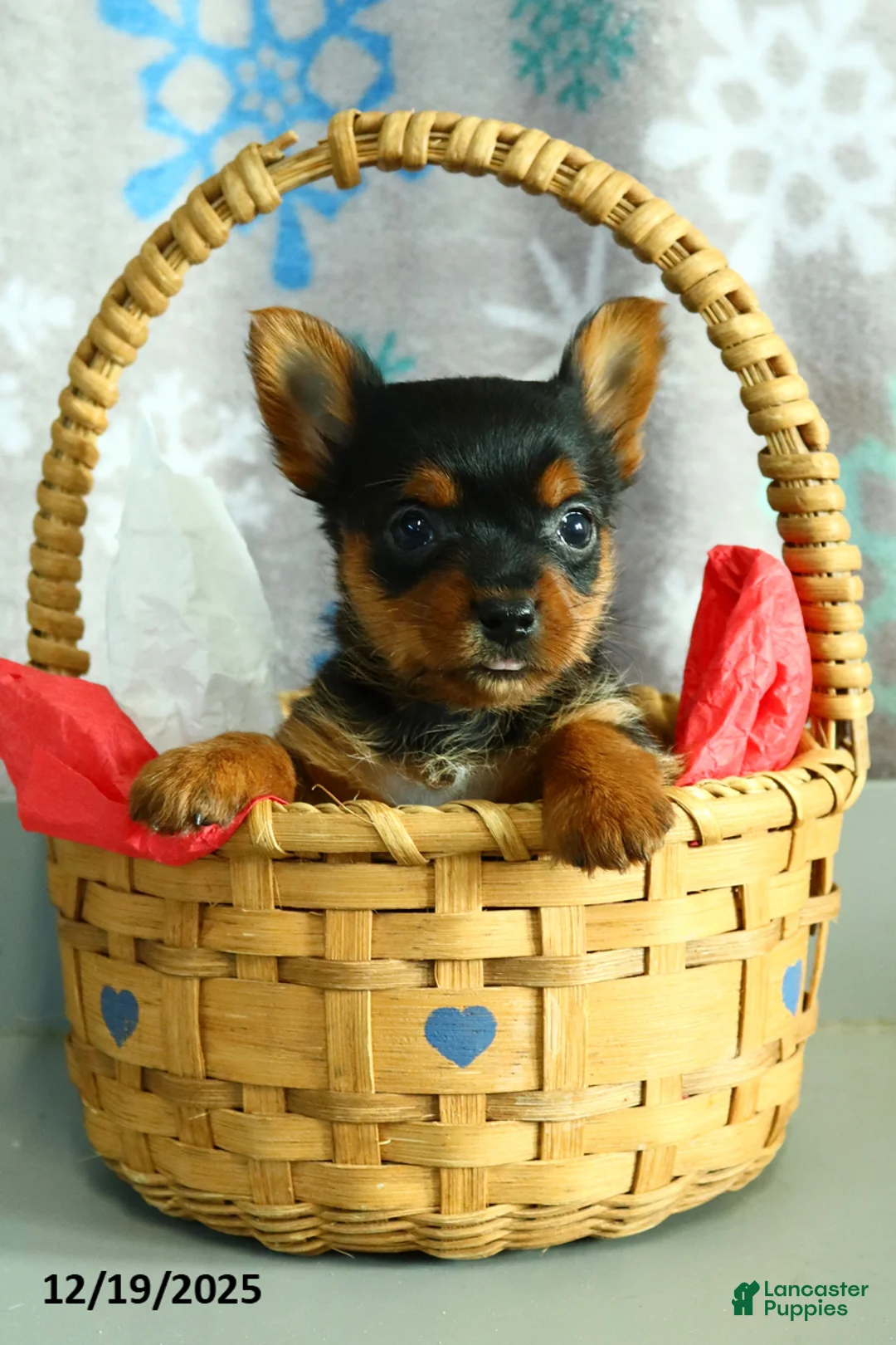 Yorkshire Terrier dogs for sale: Nick  - Ad 9