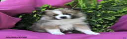 Pomeranian dogs for sale: George - Ad 4