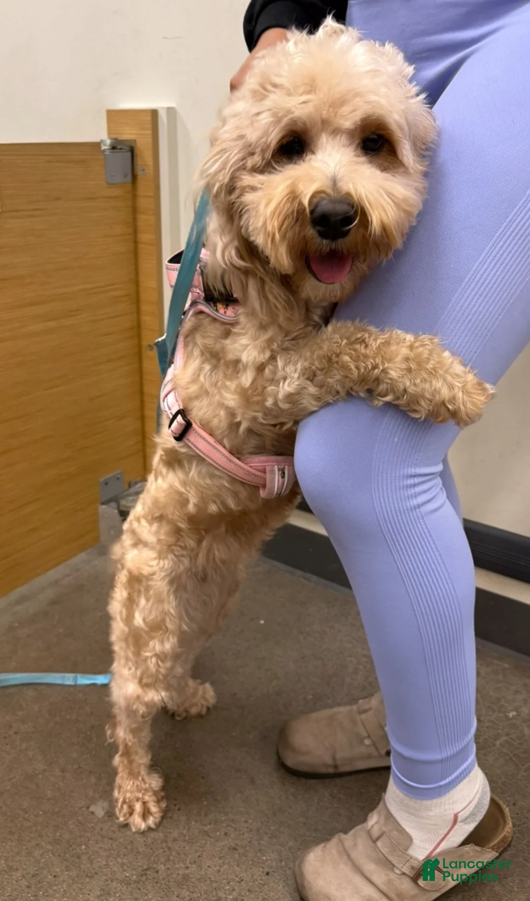 Goldendoodle dogs for sale: Nilla  - Ad 4
