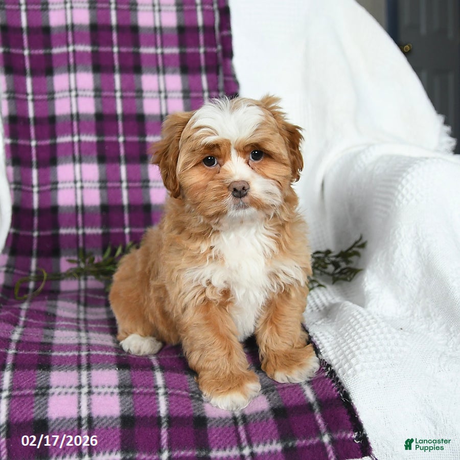 Shihpoo dogs Denver - Ad 2