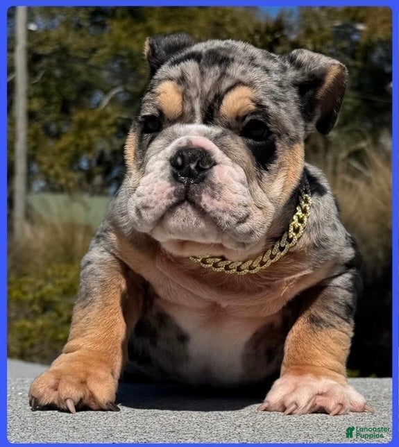 English Bulldog dogs English Bulldog Puppy 1 - Ad 1