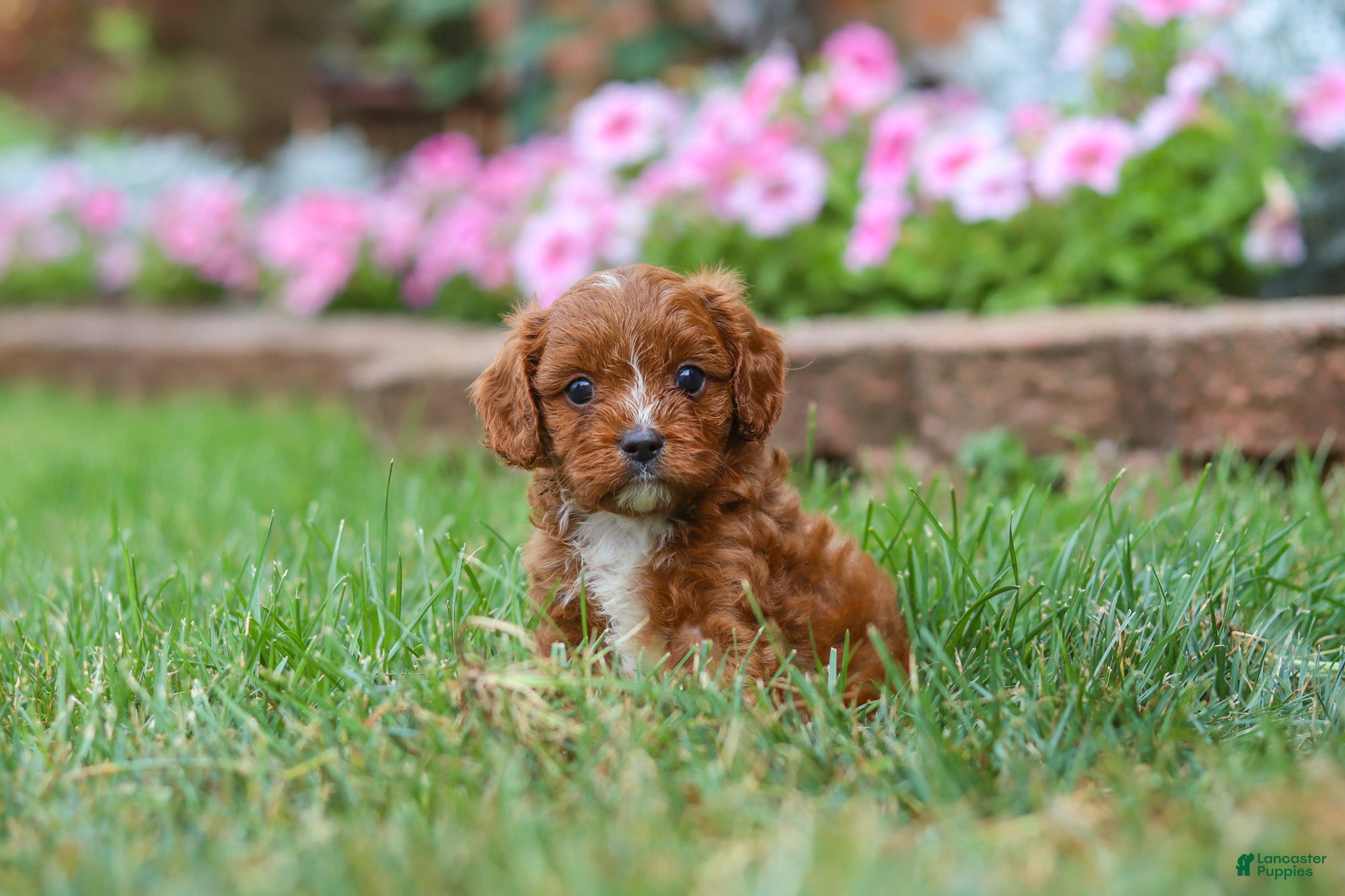 Cavapoo dogs Bodie - Ad 1
