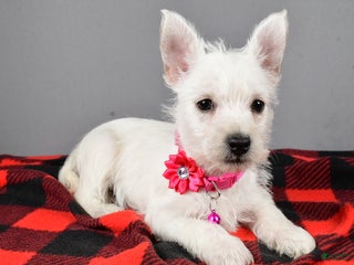 West Highland Terrier dogs - Ad 5