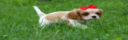 Cavalier King Charles Spaniel dogs for sale:  Nugget🐾 - Ad 4
