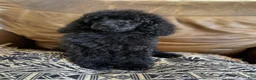Standard Poodle dogs for sale: Luna - Ad 12