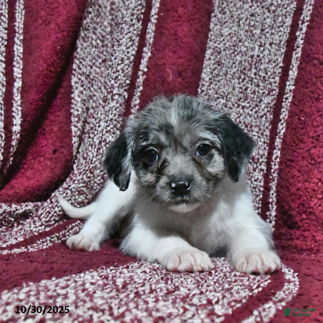 Mixed Breed dogs for sale: Buttercup - Ad 9