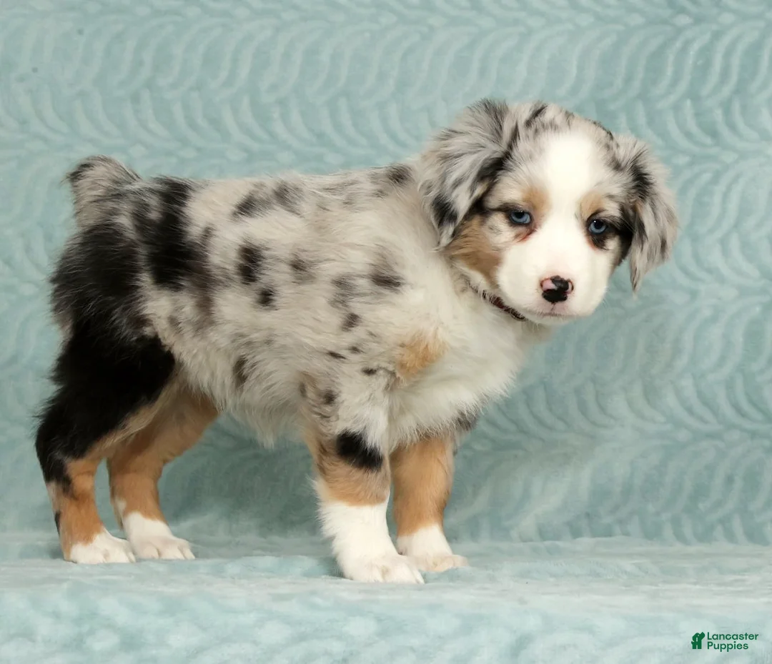 Australian Shepherd dogs for sale: Zoey - Ad 5