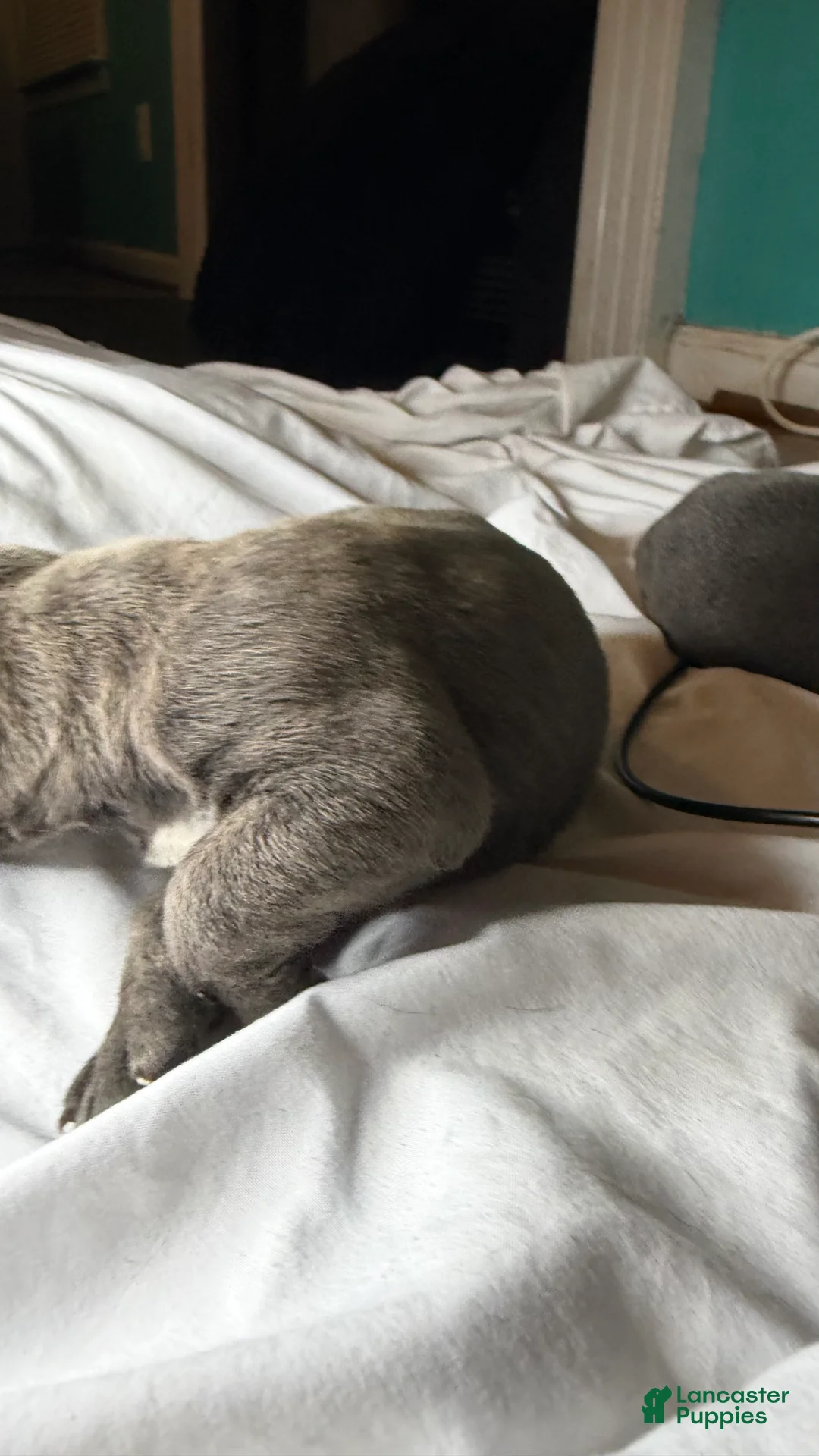 Cane Corso dogs for sale: Wave - Ad 1