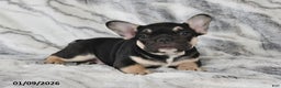 French Bulldog dogs for sale: Mike - Ad 5