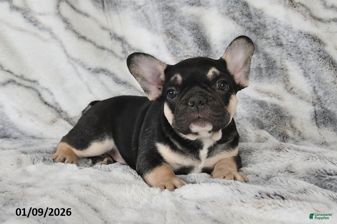 French Bulldog dogs for sale: Mike - Ad 5