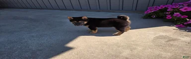 Oliver