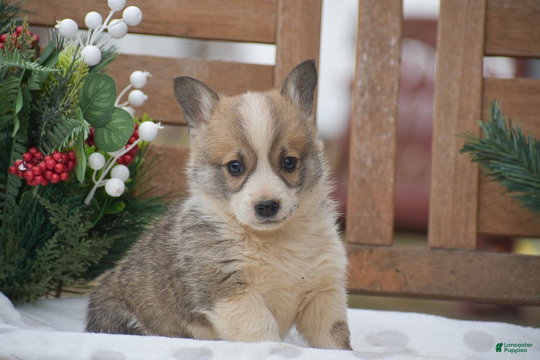 Welsh Corgi Pembroke dogs for sale: Mingo - Ad 6