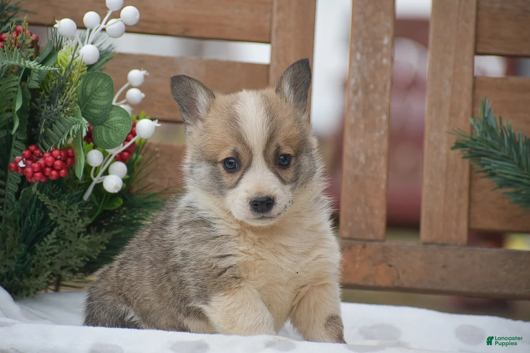Welsh Corgi Pembroke dogs for sale: Mingo - Ad 7