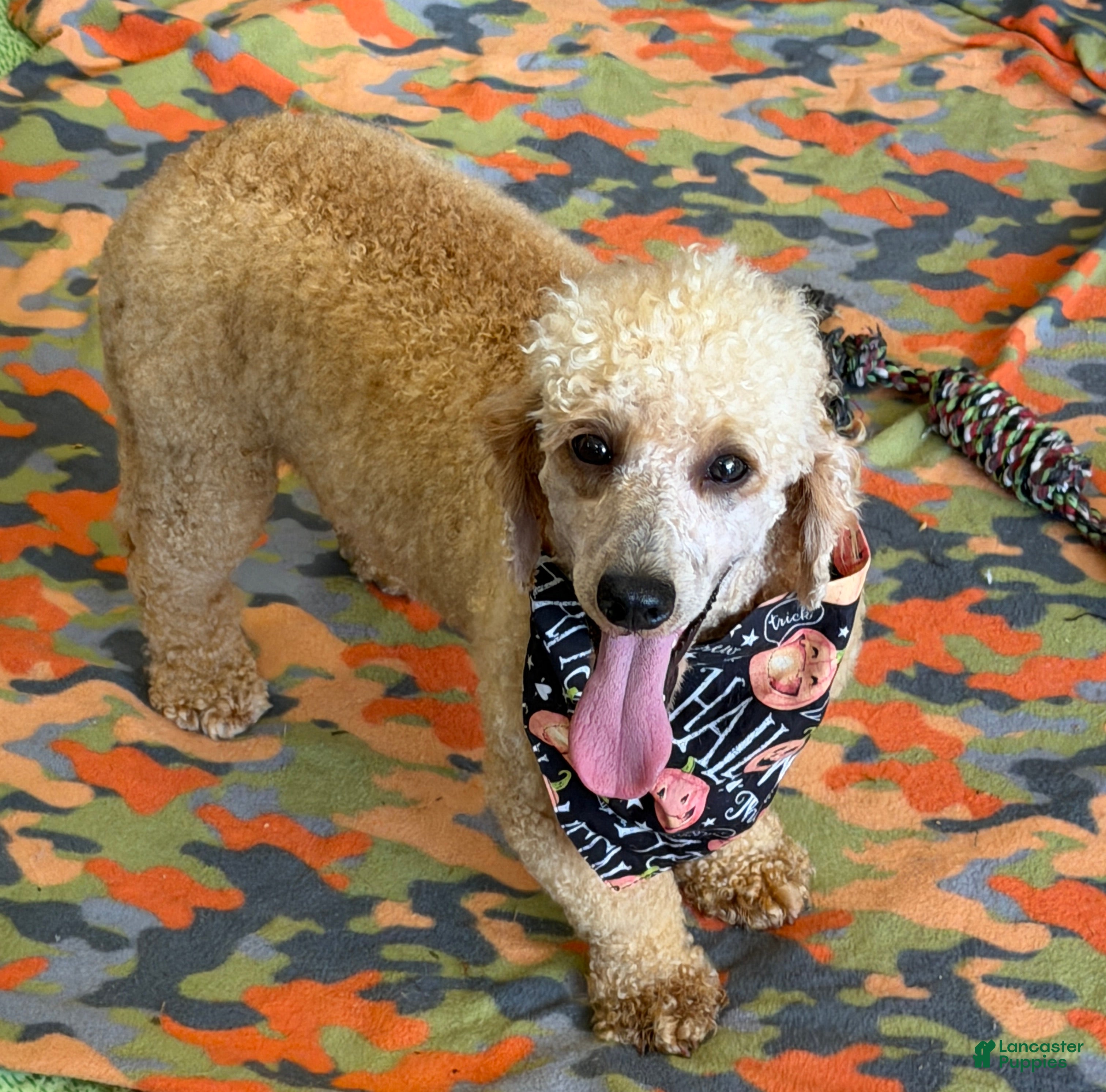Miniature Poodle dogs Benji - Ad 27