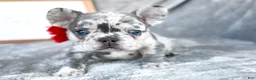 French Bulldog dogs for sale: Cherry AKC frenchie puppy - Ad 4