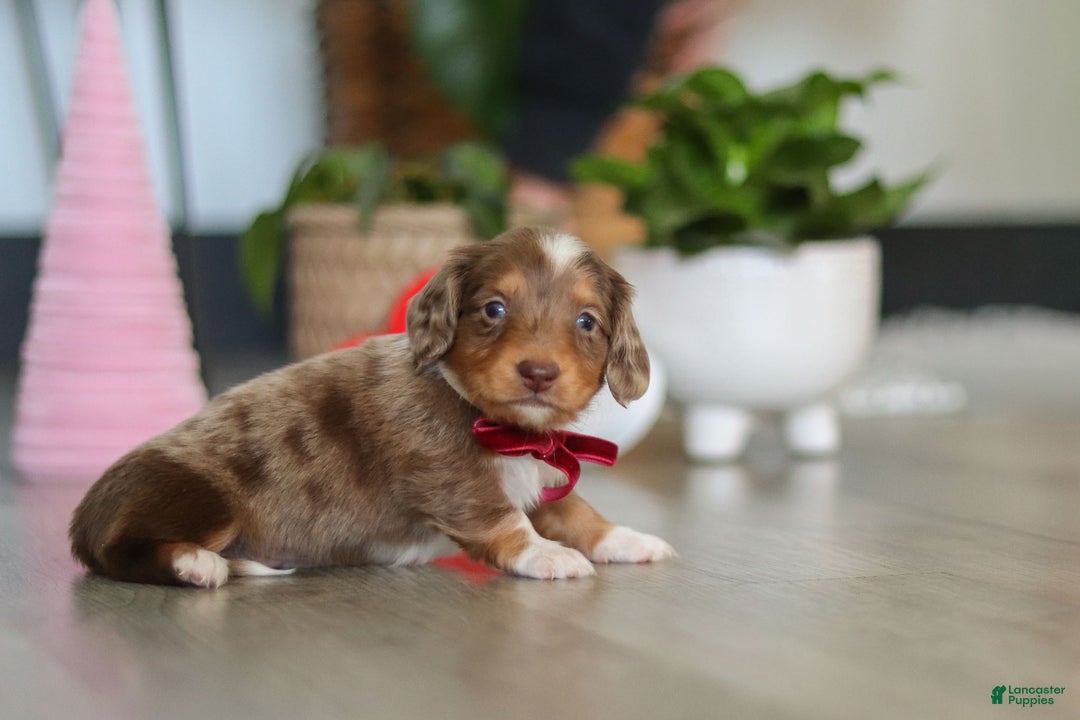 Dachshund dogs for sale: Jake - Ad 7