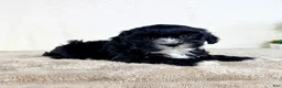 Shihpoo dogs for sale: Spade - Ad 2