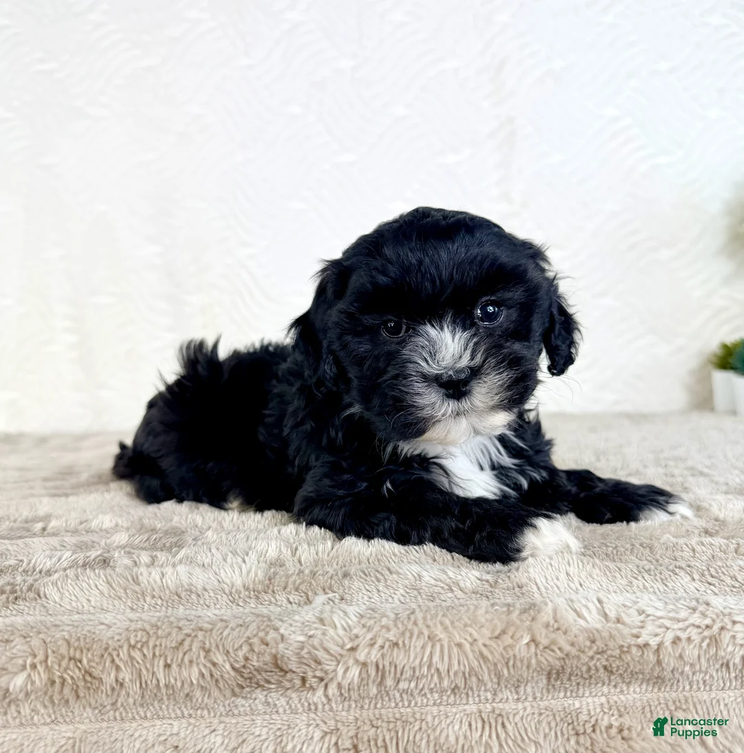 Shihpoo dogs for sale: Spade - Ad 2