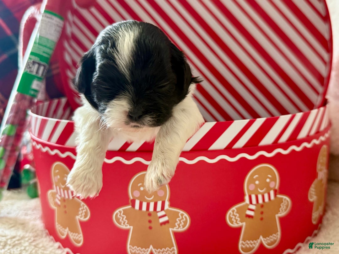 Shihpoo dogs for sale: Glinda  - Ad 4