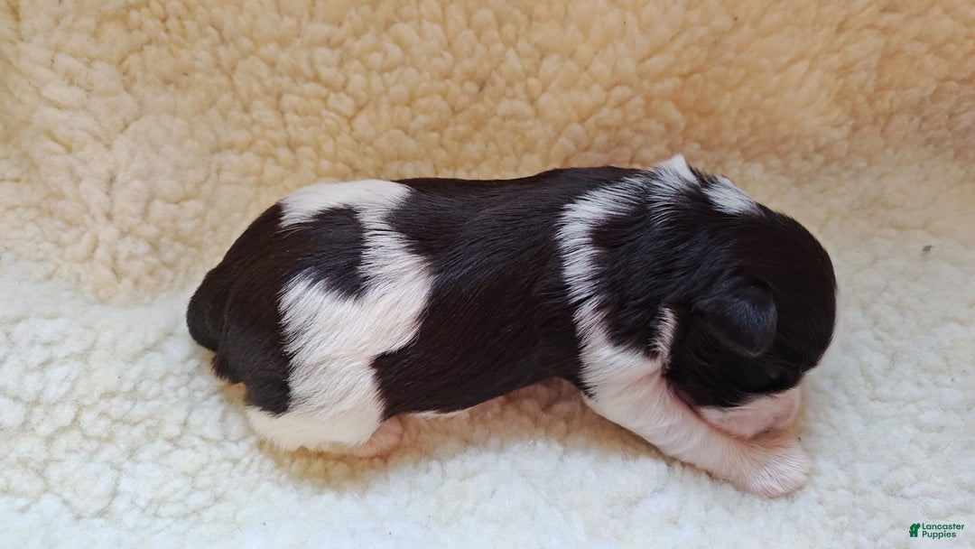 Miniature Schnauzer dogs for sale: Miniature Schnauzer Girl 2 - Ad 1