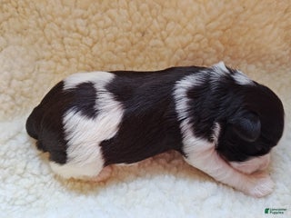 Miniature Schnauzer dogs Miniature Schnauzer Girl 2 - Ad 41